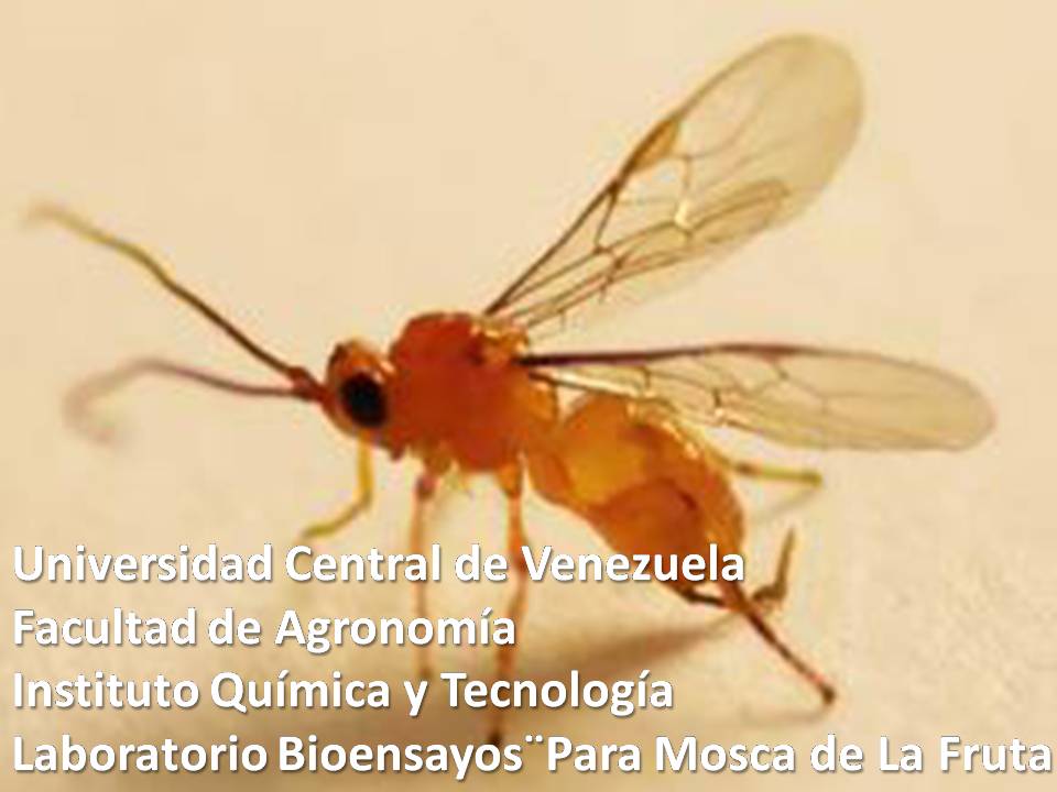 Doryctobracon controlador biologico mosca de la fruta en guayaba